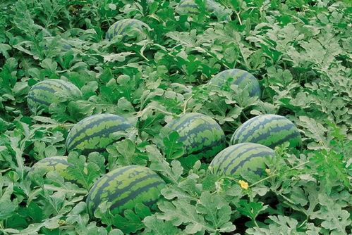 娱乐吃瓜壁纸高清竖屏